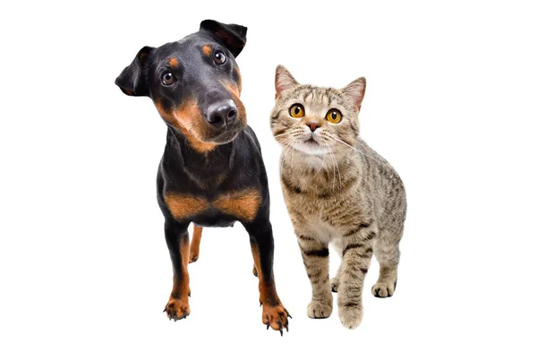 Curious Dog Breed Jagdterrier Cat Scottish Straight Standing Together Isolated — Stock Photo, Image