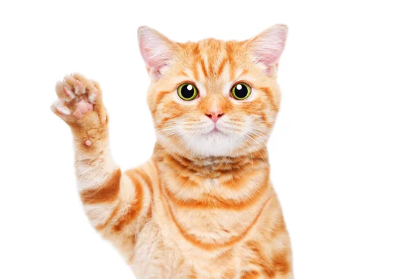 一只可爱的苏格兰小猫的画像 他的爪子在白色的背景下被隔离着 直挥动着 图库照片