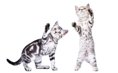 İki şirin yavru İskoç heteroseksüel beyaz arka planda birlikte oynuyorlar.