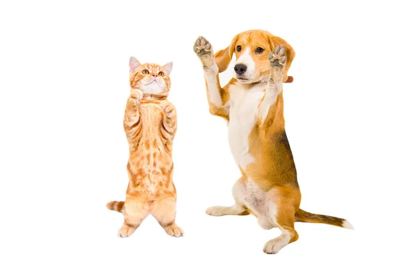 Speelse Kitten Schotse Straight Beagle Hond Staan Samen Achterpoten Geïsoleerd Rechtenvrije Stockfoto's