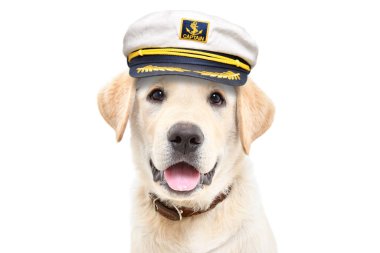 Beyaz bir arka planda, kaptan şapkası takan şirin bir labrador köpeğinin portresi.