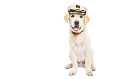 Kaptan şapkası takan sevimli labrador yavrusu beyaz arka planda izole bir şekilde oturuyor.
