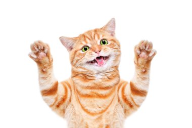 Beyaz bir arka planda izole edilmiş kaldırılmış patileri olan komik kırmızı bir İskoç kedisinin portresi.