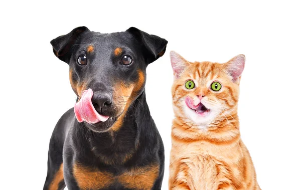 Porträt Der Lustigen Hunderasse Jagdterrier Und Des Fröhlichen Kätzchens Scottish lizenzfreie Stockbilder