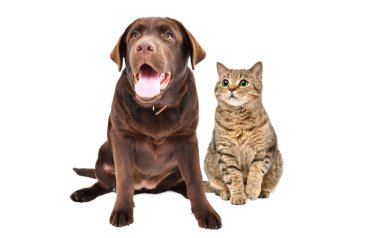 Sevimli Labrador ve kedisi İskoç Düz beyaz arka planda izole bir şekilde oturuyor.