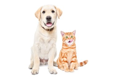 Sevimli Labrador köpeği ve komik kedi yavrusu İskoç dümdüz beyaz arka planda tek başına oturuyor.