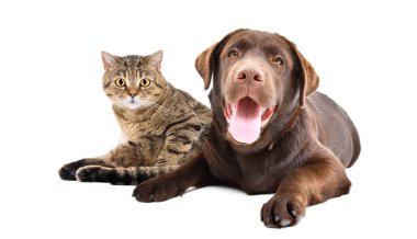 Sevimli Labrador ve kedi İskoç Dümdüz beyaz bir arka planda yalıtılmış
