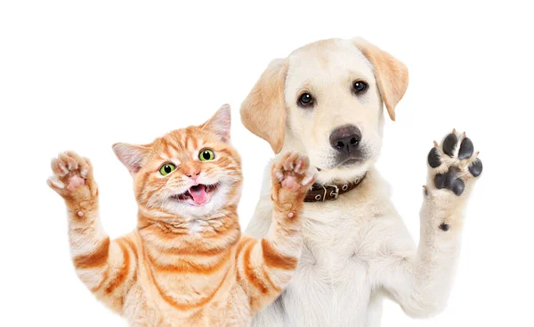 可爱的拉布拉多小狗和苏格兰纯正的小猫在白色背景下挥动爪子的肖像 图库照片