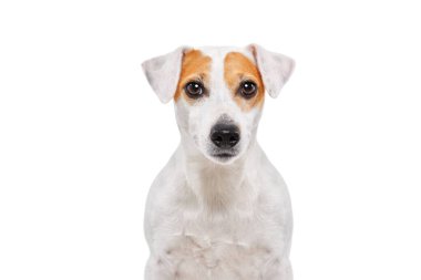 Meraklı köpek cinsi Parson Russel Terrier 'in portresi