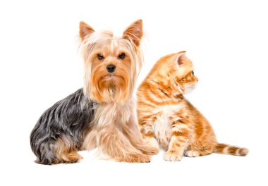 Yorkshire Terrier köpeği ve İskoç Heteroseksüel kedi birlikte beyaz arka planda izole bir şekilde oturuyorlar.