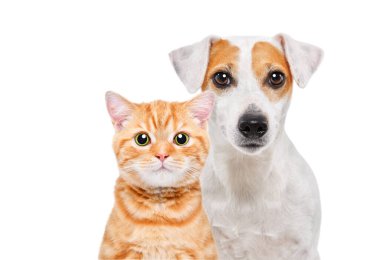 Beyaz bir arka planda izole edilmiş Jack Russell Terrier köpeği ve yavru bir İskoç 'un portresi.
