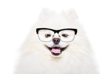 Portrait of a funny Pomeranian Spitz wearing glasses isolated on a white background clipart