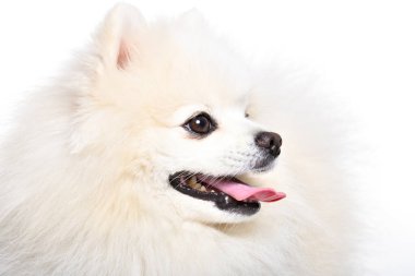 Portrait of a Pomeranian Spitz, side view, closeup, isolated on a white background clipart