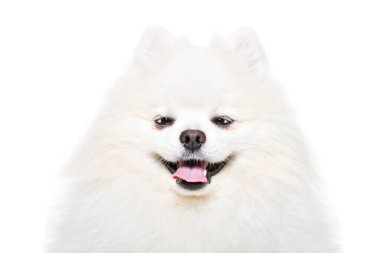Portrait of a funny cross-eyed Pomeranian Spitz  isolated on a white background clipart