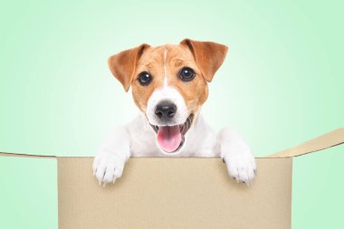 Karton bir kutuda oturan komik Jack Russell Terrier köpeği.