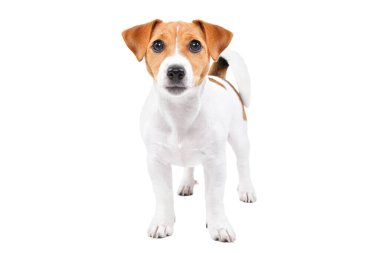 Beyaz arka planda yalnız duran sevimli Jack Russell Terrier köpeği.