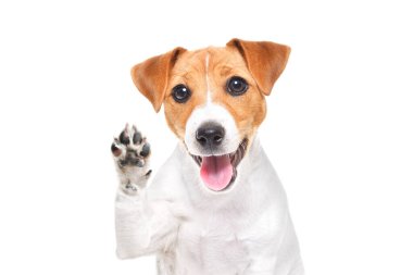 Beyaz bir arka planda patisini sallayan komik bir Jack Russell teriyer köpeği portresi