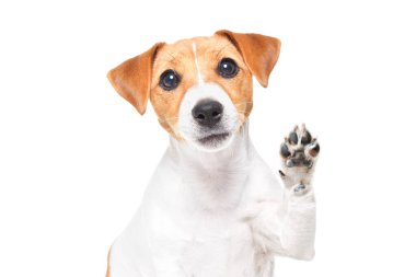 Beyaz bir arka planda patisini sallayan sevimli bir Jack Russell teriyer köpeği portresi.