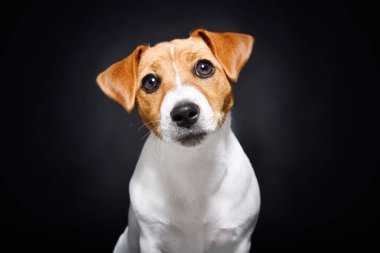 Meraklı bir Jack Russell Terrier köpeğinin portresi, yakın plan, siyah arka plan