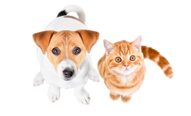 Sevimli Jack Russell Terrier köpeği ve kedi yavrusu İskoç Düz oturuyorlar, üst manzara, beyaz arka planda izole edilmiş