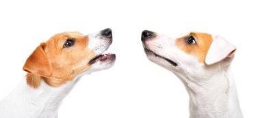 Beyaz arka planda izole edilmiş iki Jack Russell Terrier köpeği portresi.