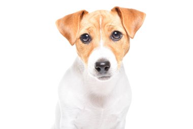 Jack Russell Terrier 'ın şirin bir portresi, yakın plan, beyaz arka planda izole edilmiş.
