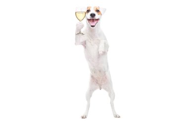 Jack Russell Terrier 'ın portresi. Elinde bir bardak şampanyayla beyaz arka planda izole bir şekilde duran.