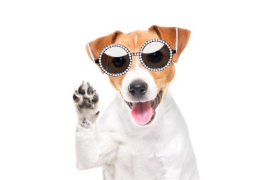 Komik bir Jack Russell Terrier köpeğinin portresi. Güneş gözlüğü takıyor. Pençesini beyaz bir arka planda sallıyor.