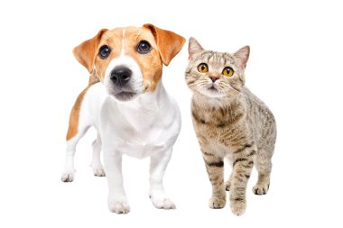 İskoç Heteroseksüel kedisi ve Jack Russell Terrier köpeği birlikte beyaz bir arka planda izole bir şekilde duruyorlar.