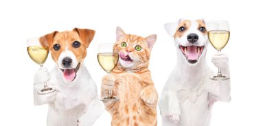 İki Jack Russell Terrier köpeği ve bir İskoç Heteroseksüel kedisinin portresi ellerinde şampanya bardaklarıyla beyaz bir arka planda izole edilmiş.