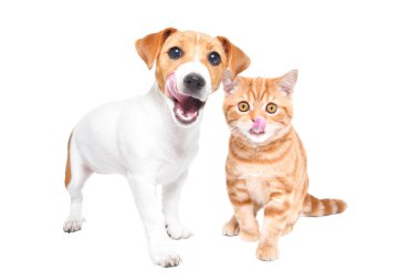 Jack Russell Terrier köpek yavrusu ve İskoç Heteroseksüel kedi yavrusu beyaz bir arka planda yalıtılmışlar.