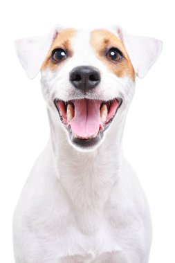 Mutlu bir köpeğin portresi, Jack Russell Terrier, yakın plan, beyaz arka planda izole edilmiş.
