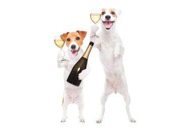 Arka ayakları üzerinde duran iki Jack Russell Terrier köpeğinin portresi ve beyaz arka planda izole edilmiş bir şişe şampanya.