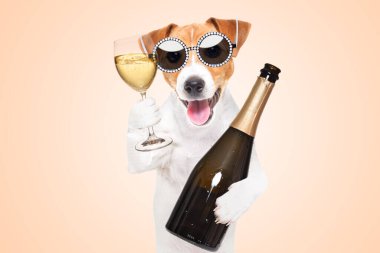 Güneş gözlüklü şirin bir Jack Russell Terrier köpeği portresi ve elinde bir şişe şampanya.