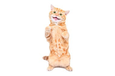 Gülümseyen kedi yavrusu İskoç Düz arka ayakları üzerinde beyaz bir arka planda izole bir şekilde duruyor.