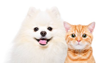 Beyaz arka planda izole edilmiş şirin Spitz köpek ve İskoç Heteroseksüel kedi portresi