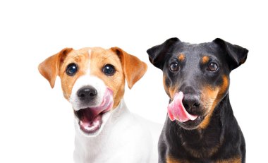 İki köpeğin portresi Jack Russell Terrier ve Jagdterrier 'i bembeyaz arka planda yalıyor.