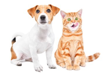 Jack Russell Terrier köpek yavrusu ve yalayan İskoç Heteroseksüel kedi yavrusu beyaz bir arka planda tek başlarına oturuyorlar.