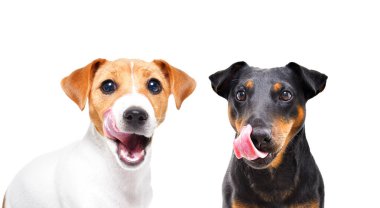 İki köpek Jack Russell Terrier ve Jagdterrier 'i bembeyaz arka planda yalarken üretir.