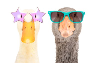 Beyaz arka planda izole edilmiş güneş gözlüğü takan şık ördek ve kaz portresi