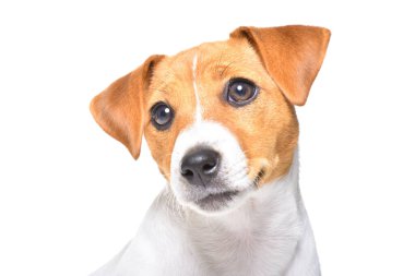 Beyaz arka planda, sevimli Jack Russell Terrier 'ın portresi.