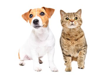 Cat Scottish Straight ve Jack Russell Terrier köpekleri beyaz arka planda tek başlarına oturuyorlar.