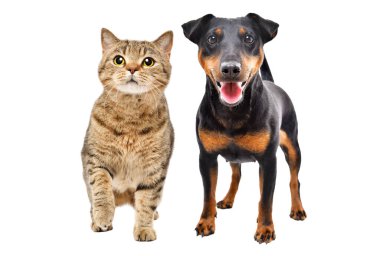 Cins şirin köpek Jagdterrier ve kedi İskoç Dümdüz beyaz arka planda yalnız duruyor