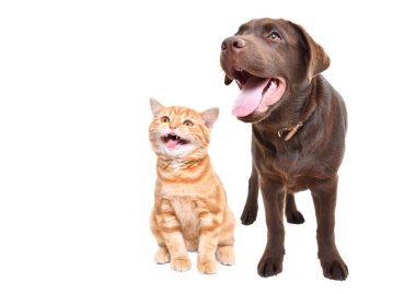 Tuhaf labrador yavrusu ve miyavlayan İskoç heteroseksüel kedi birlikte beyaz arka planda izole edilmiş.