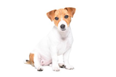 Güzel Jack Russell Terrier köpeği beyaz arka planda tek başına oturuyor.