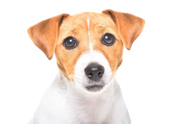 Sevgili Jack Russell Terrier 'ın portresi, yakın plan, beyaz arka planda izole edilmiş.