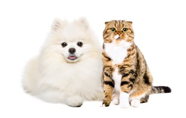 Şirin Pomeranian Spitz ve İskoç kedisi beyaz arka planda yalıtılmış.
