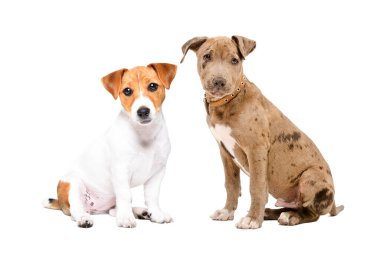 Jack Russell Terrier ve Pitbull beyaz arka planda yalnız oturuyorlar.
