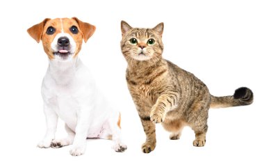 Komik köpek Jack Russell Terrier ve kedi İskoç beyaz arka planda soyutlanmış
