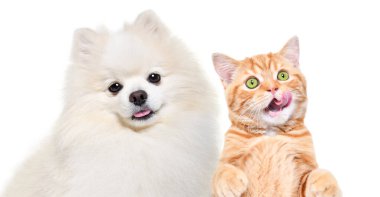 Tatlı bir Pomeranya Spitz köpeğinin portresi ve beyaz üzerinde izole edilmiş İskoç Heteroseksüel kedi yavrusu yalamak.